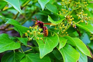 wasp on green leaves